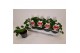 Pelargonium graveolens pink capitatum Anti-Mosquito 