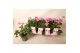 Pelargonium graveolens pink capitatum Anti-Mosquito 