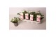 Pelargonium graveolens pink capitatum Anti-Mosquito 