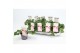 Pelargonium graveolens pink capitatum Anti-Mosquito 