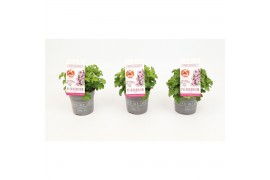 Pelargonium graveolens nova Anti-Mosquito