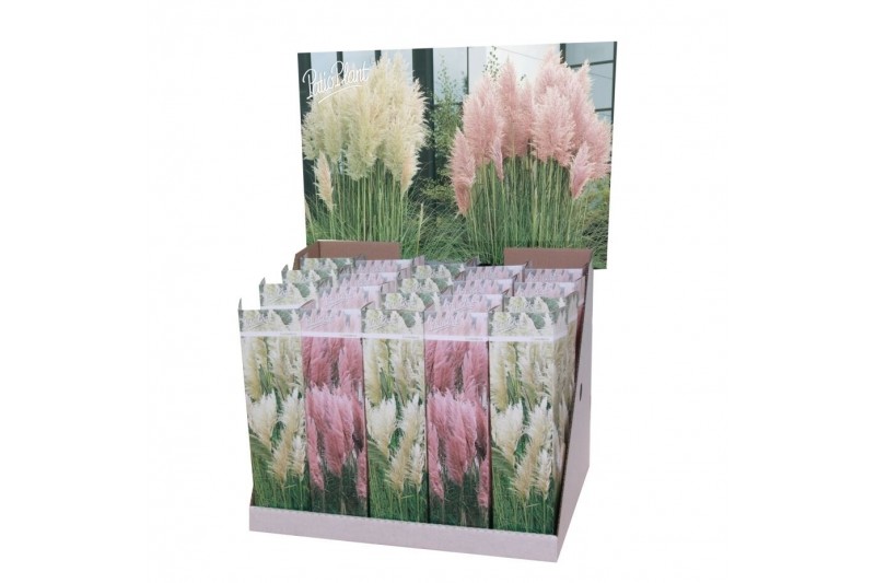 Cortaderia selloana Pampas mix 