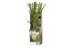 Cortaderia selloana Pampas mix 