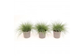 Festuca glauca Eisvogel