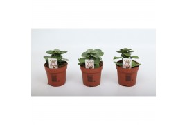 Coleus sumcol