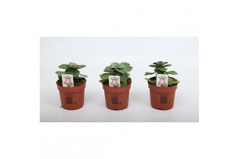 Coleus sumcol 