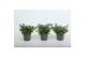Lobelia erinus hot blue Lobelia Blue 