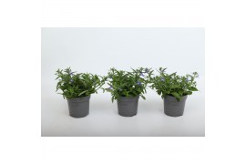 Lobelia erinus hot blue Lobelia Blue