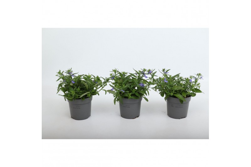 Lobelia erinus hot blue Lobelia Blue 