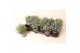 Lobelia erinus hot blue Lobelia Blue 