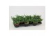 Lobelia erinus hot blue Lobelia Blue 