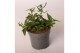 Lobelia erinus hot blue Lobelia Blue 