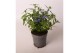 Lobelia erinus hot blue Lobelia Blue 
