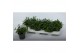 Lobelia erinus hot blue Lobelia Blue 