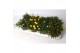 Delosperma cooperi lido mix 