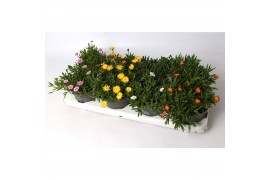 Delosperma cooperi lido mix