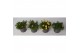 Delosperma cooperi lido mix 