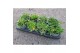Delosperma cooperi lido mix 