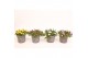 Delosperma cooperi lido mix 