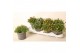 Delosperma cooperi lido mix 