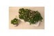 Delosperma cooperi lido mix 
