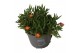 Delosperma cooperi lido orange with eye 