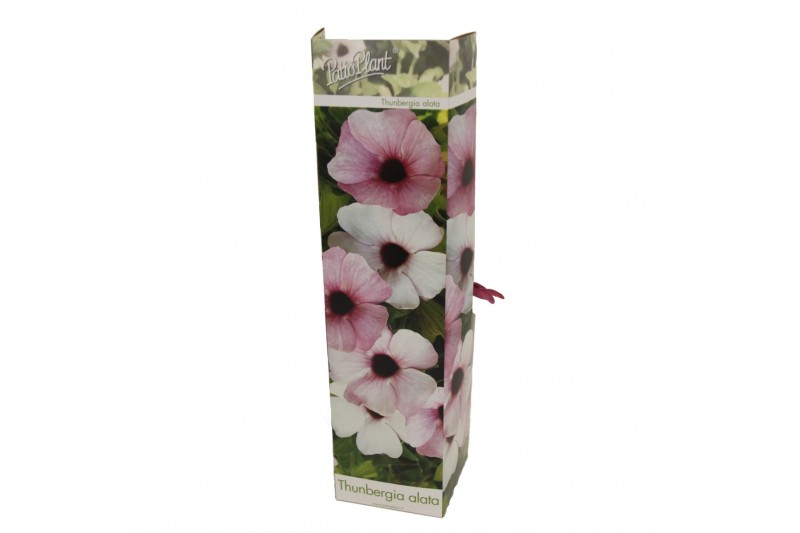 Thunbergia alata rose sensation roze 
