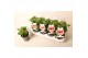 Pelargonium graveolens 