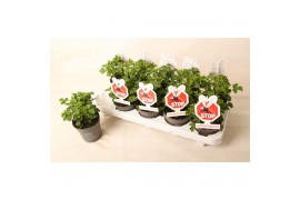 Pelargonium graveolens