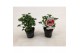 Pelargonium graveolens 