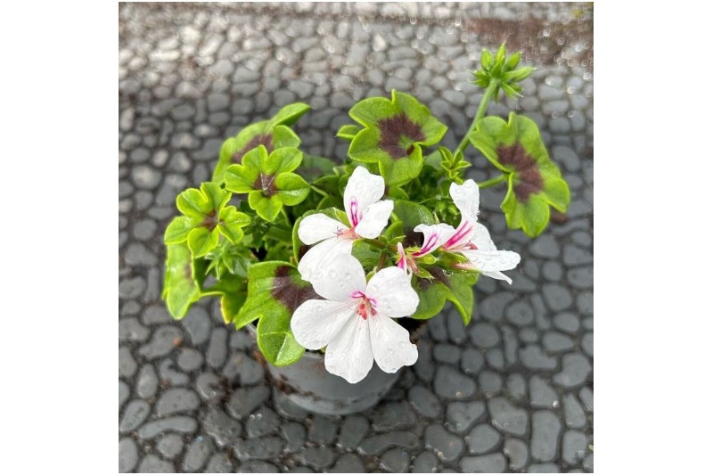 Pelargonium ville de dresden 