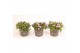 Delosperma cooperi lido pink 