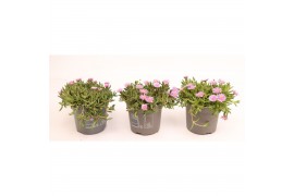 Delosperma cooperi lido pink