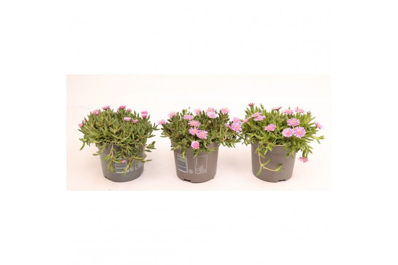 Delosperma cooperi lido pink 