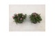 Delosperma cooperi lido pink 