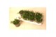 Delosperma cooperi lido pink 