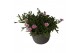 Delosperma cooperi lido pink 