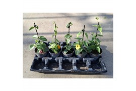 Thunbergia alata mix
