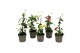 Thunbergia alata mix 