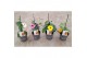 Thunbergia alata mix 