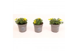 Bidens Bidens Yellow