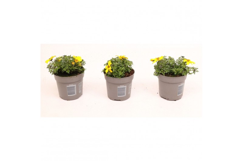 Bidens Bidens Yellow 