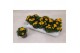 Bidens Bidens Yellow 