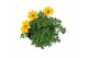 Bidens Bidens Yellow 