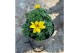 Bidens Bidens Yellow 
