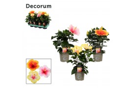 Hibiscus rosa-sinensis tutti frutti mix Decorum mix