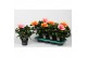 Hibiscus rosa-sinensis tutti frutti mix Decorum mix 