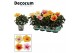 Hibiscus rosa-sinensis tutti frutti mix Decorum mix 