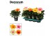 Hibiscus rosa-sinensis tutti frutti mix Decorum mix 
