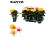 Hibiscus rosa-sinensis tutti frutti mix Decorum mix 